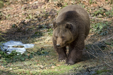 orso bruno nella foresta della Baviera