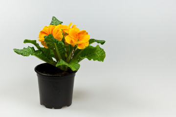 yellow primrose