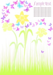springtime daffodils & butterflies, colourful card/ background