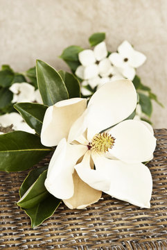 Magnolia and Dogwood