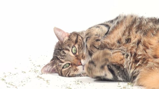 Cute adult tabby cat rolling in catnip