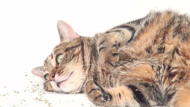 Cute adult tabby cat rolling in catnip