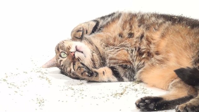 Cute adult tabby cat rolling in catnip