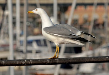 seagull with careful look