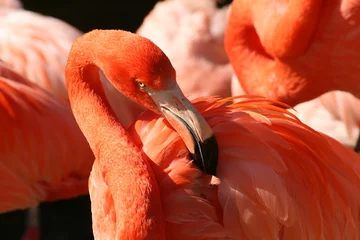 Badkamer foto achterwand Flamingo Flamingo