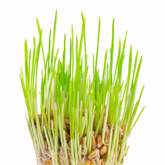Fresh green grass on a white background