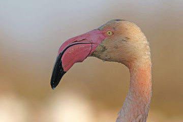 t&ecirc;te de flamand rose