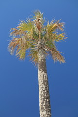 Palm Tree Against a Deep Blue Sky - Cumberland Island, Georgia