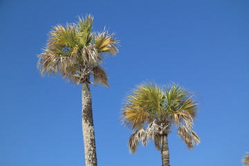 Palm Trees Against a Deep Blue Sky - Cumberland Island, Georgia