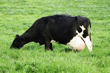 Fototapeta premium Vaca menorquina, Mercadal, Menorca, Islas Baleares