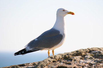 Fototapeta premium seagull on stone