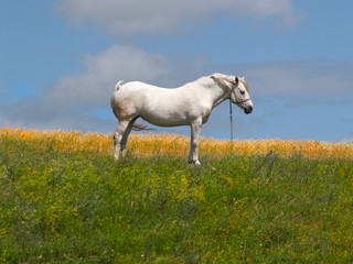 Obraz na płótnie Canvas Белая лошадь стоит среди травы