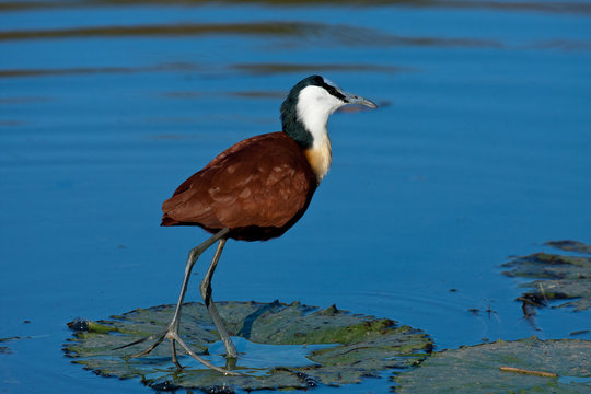 African Jacana