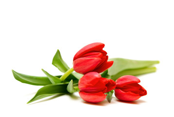 bouquet of tulips on white background