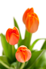 Naklejka premium bouquet of tulips on white background