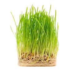 grass on a white background