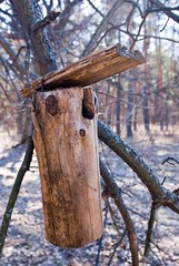 birdhouse on a tree branch