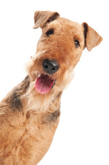 Airedale Terrier dog isolated