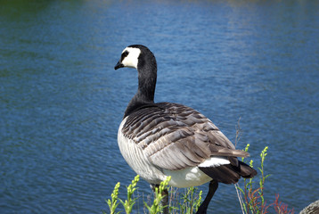 Goose