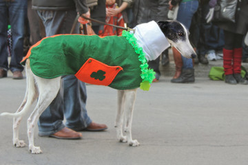 Irish sighthound