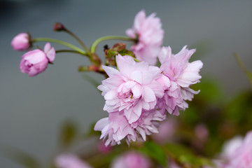 Sakura blossom flowers