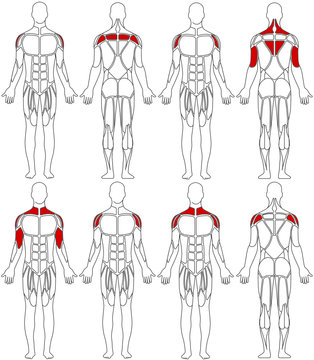 human body shoulder