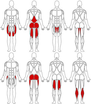 human body legs