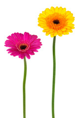 yellow and pink gerber