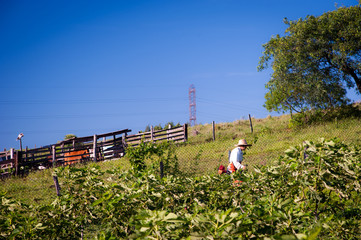Fototapeta na wymiar Person working in a fig plantation
