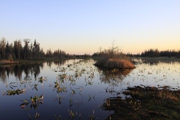 Sunset in the Swamp