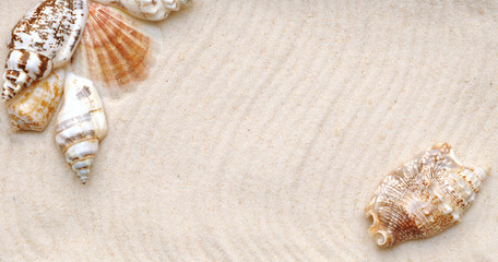 Fototapeta na wymiar seashell on sand