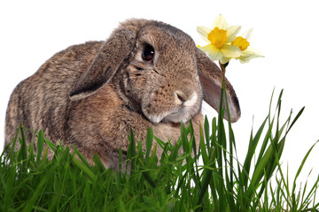 Adorable rabbit in green grass with yellow spring daffodils isol