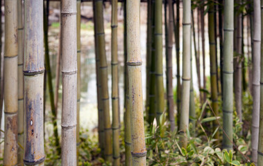 Obraz premium Bamboo