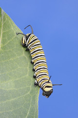 Monarch Butterfly Caterpillar (danaus plexippus)