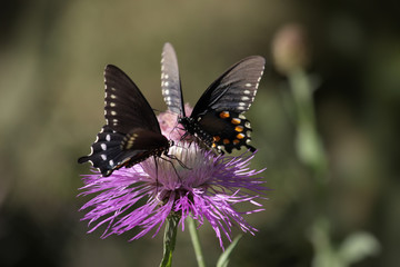 Pipevine Swallowtail (Battus philenor) Butterfly
