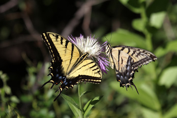 Tiger Swallowtail (papilio glaucas) Butterfly