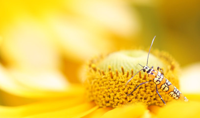 Ailanthus Webworm Moth (Atteva aurea)