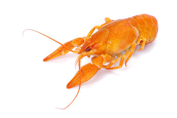 crayfish