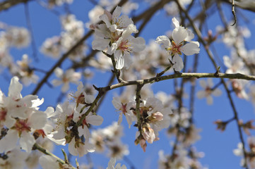 fleurs d'amandier, printemps