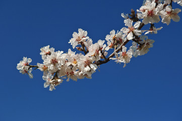 fleurs d'amandier, printemps