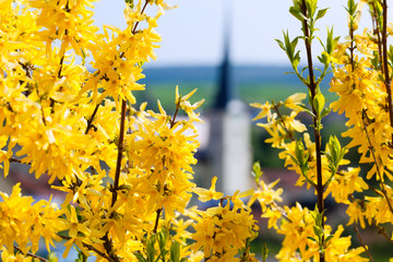 Blumen und Blüten im Frühling