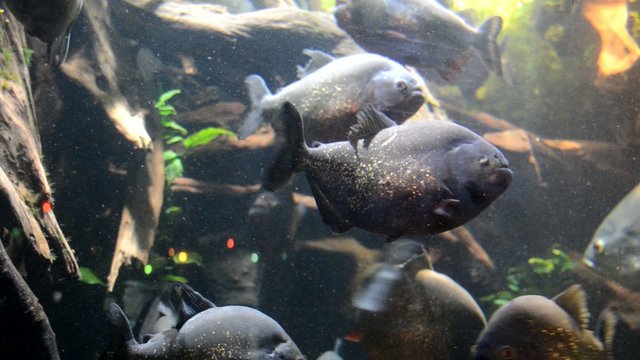 Piranhas