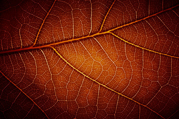 Fototapeta na wymiar leaf vein texture
