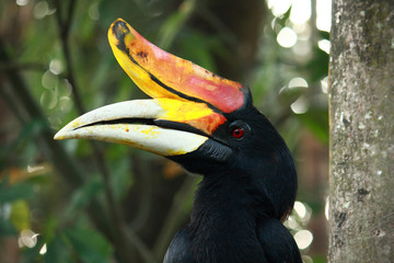 Rhinoceros Hornbill bird