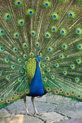 Fototapeta premium beautiful peacock