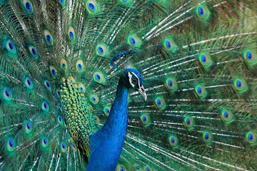 Obraz na płótnie Canvas beautiful peacock