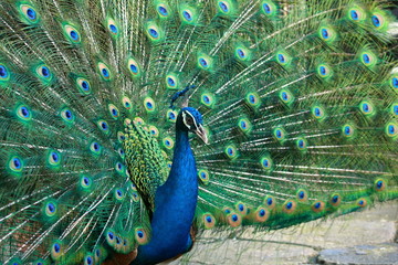 Obraz premium beautiful peacock