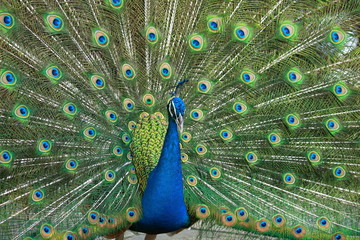 Obraz premium beautiful peacock
