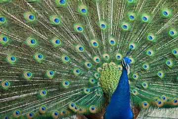 Fototapeta premium beautiful peacock