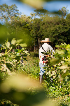 Person working in a fig plantation